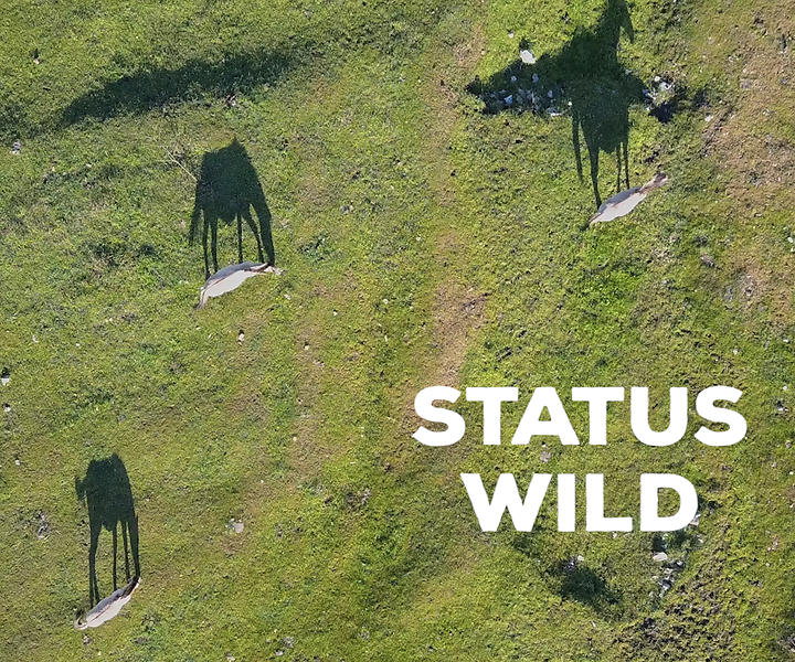Status Wild
