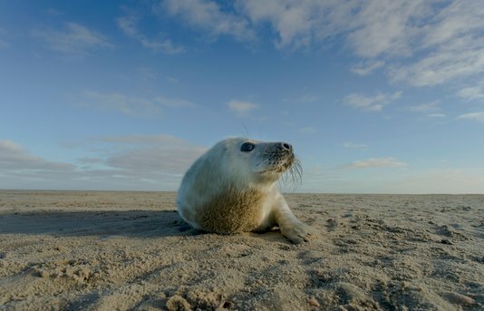 Wad; leven op de grens van water en natuur